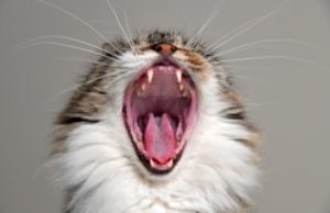 Esneme Neyin Belirtisi? Esneme Nedenleri ve Sağlıkla İlişkisi yawning