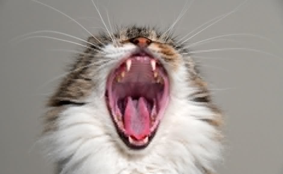 yawning