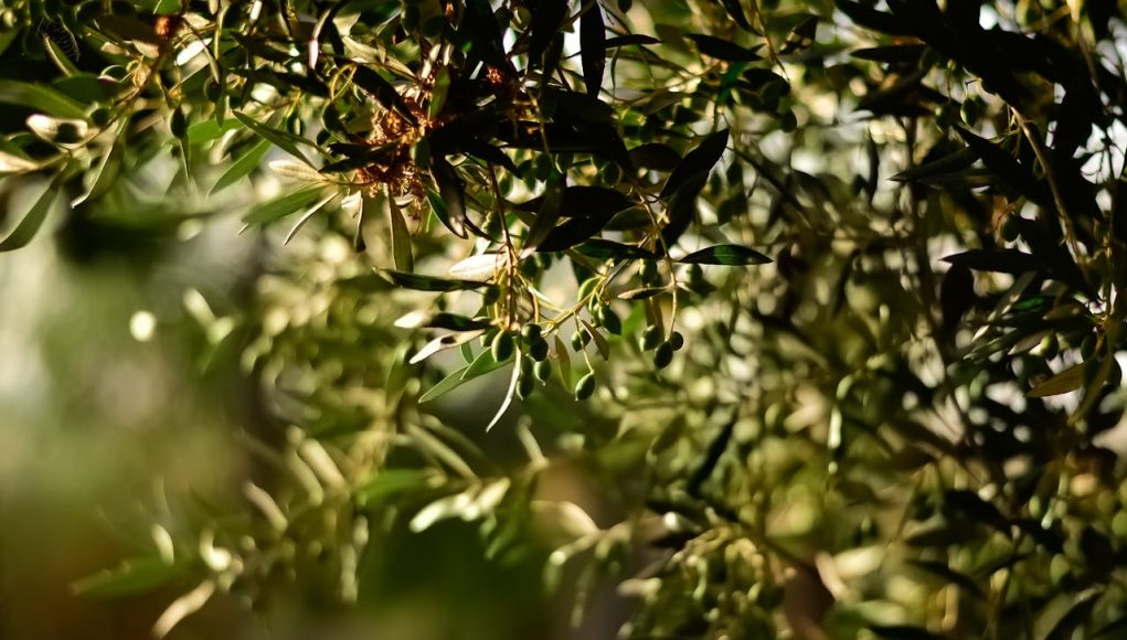 birellerzeytin5 birellerzeytin5